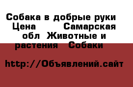 Собака в добрые руки › Цена ­ 10 - Самарская обл. Животные и растения » Собаки   